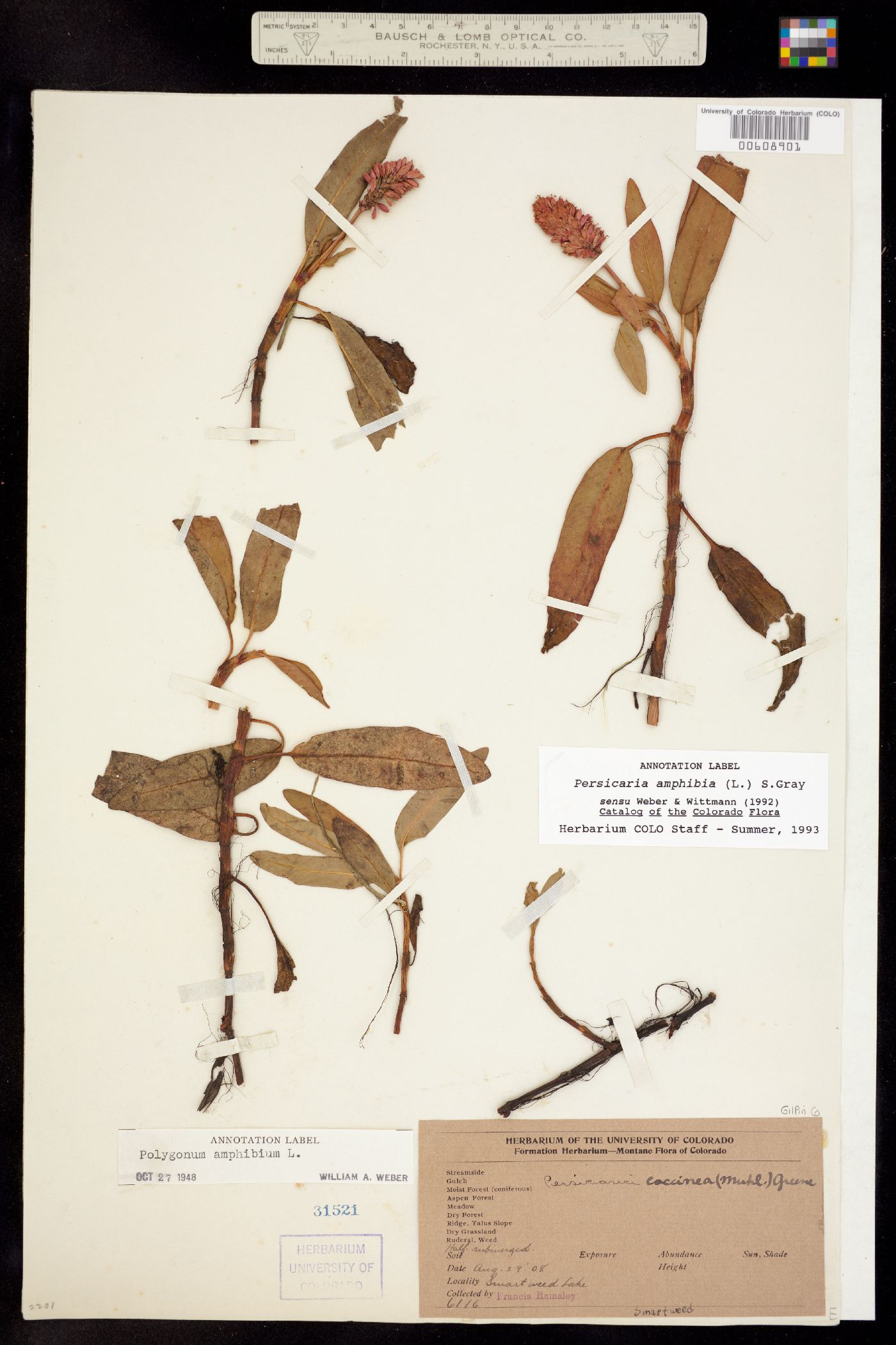 Persicaria amphibia image