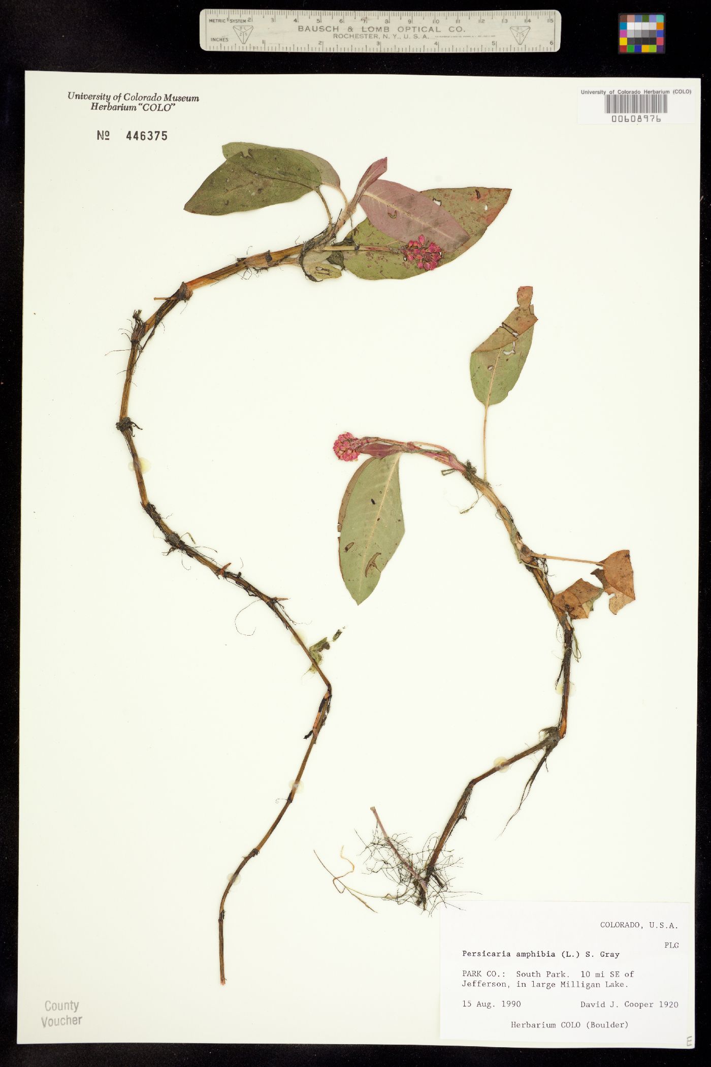 Polygonaceae image