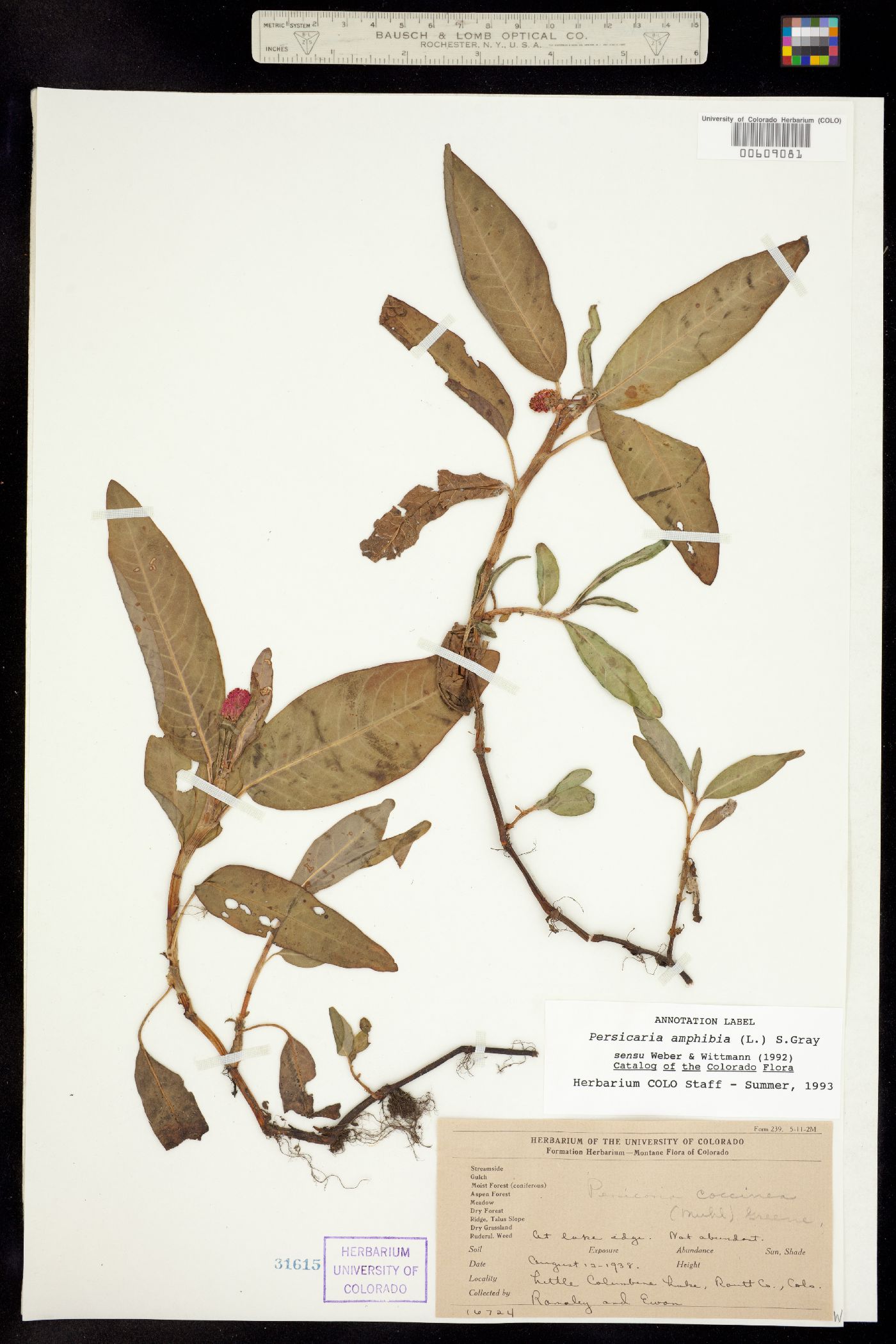 Persicaria amphibia image