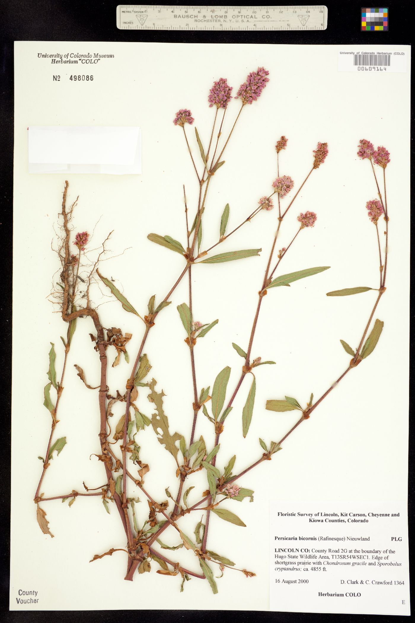 Persicaria bicornis image