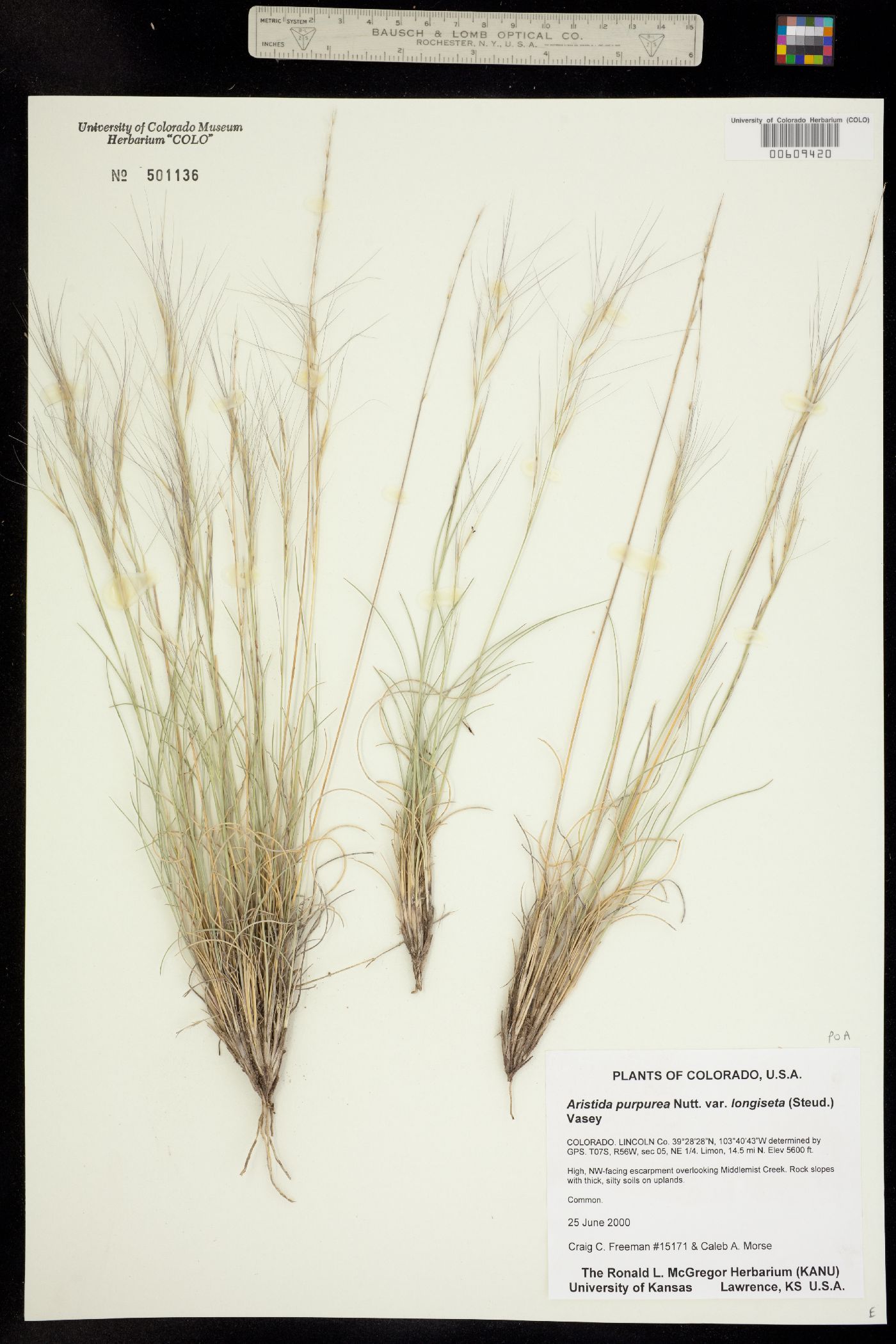 Aristida image