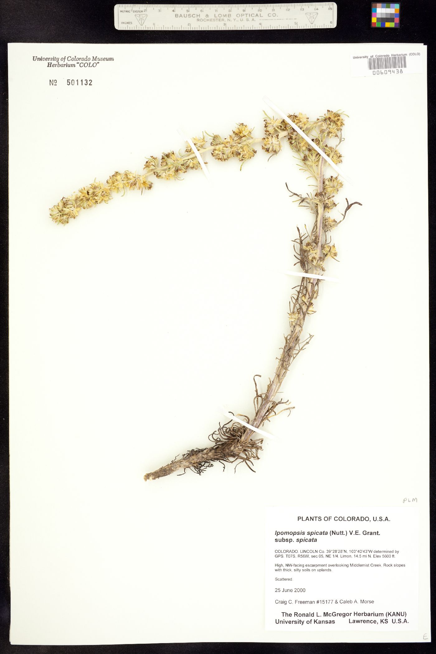 Ipomopsis spicata image