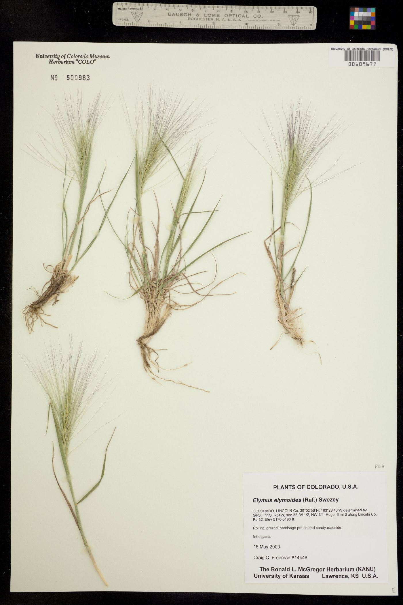 Elymus image