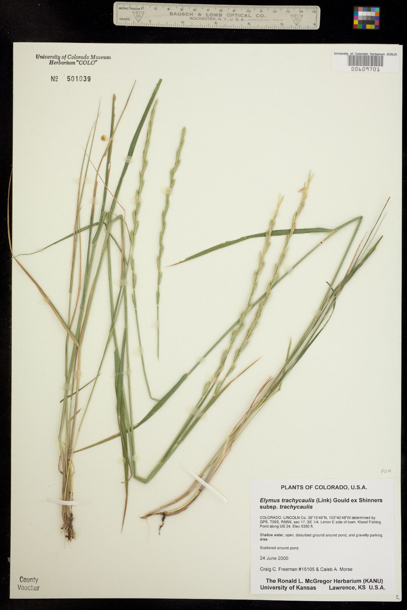 Elymus trachycaulus ssp. trachycaulus image