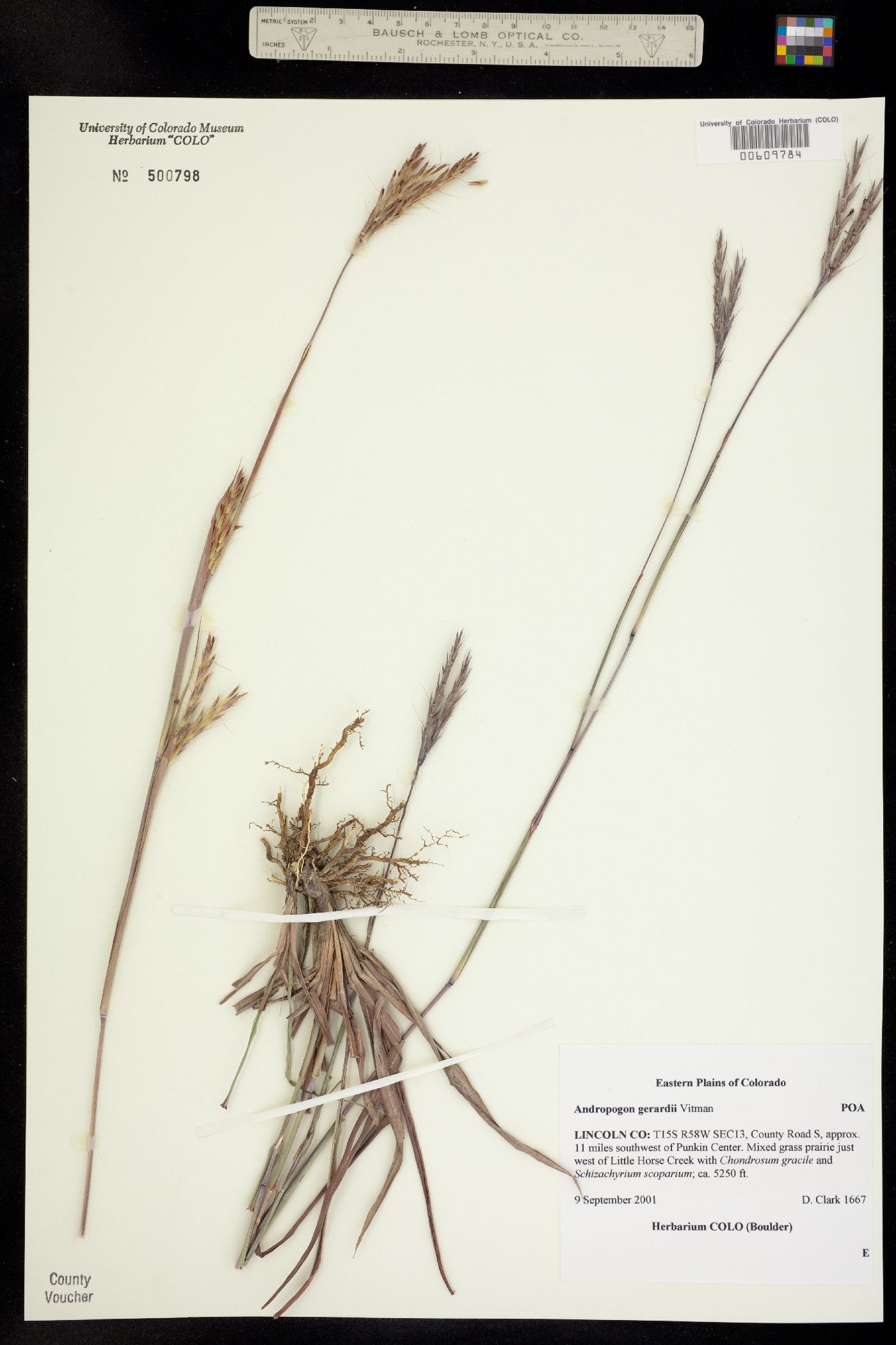 Andropogon gerardii image