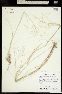 Achnatherum hymenoides image