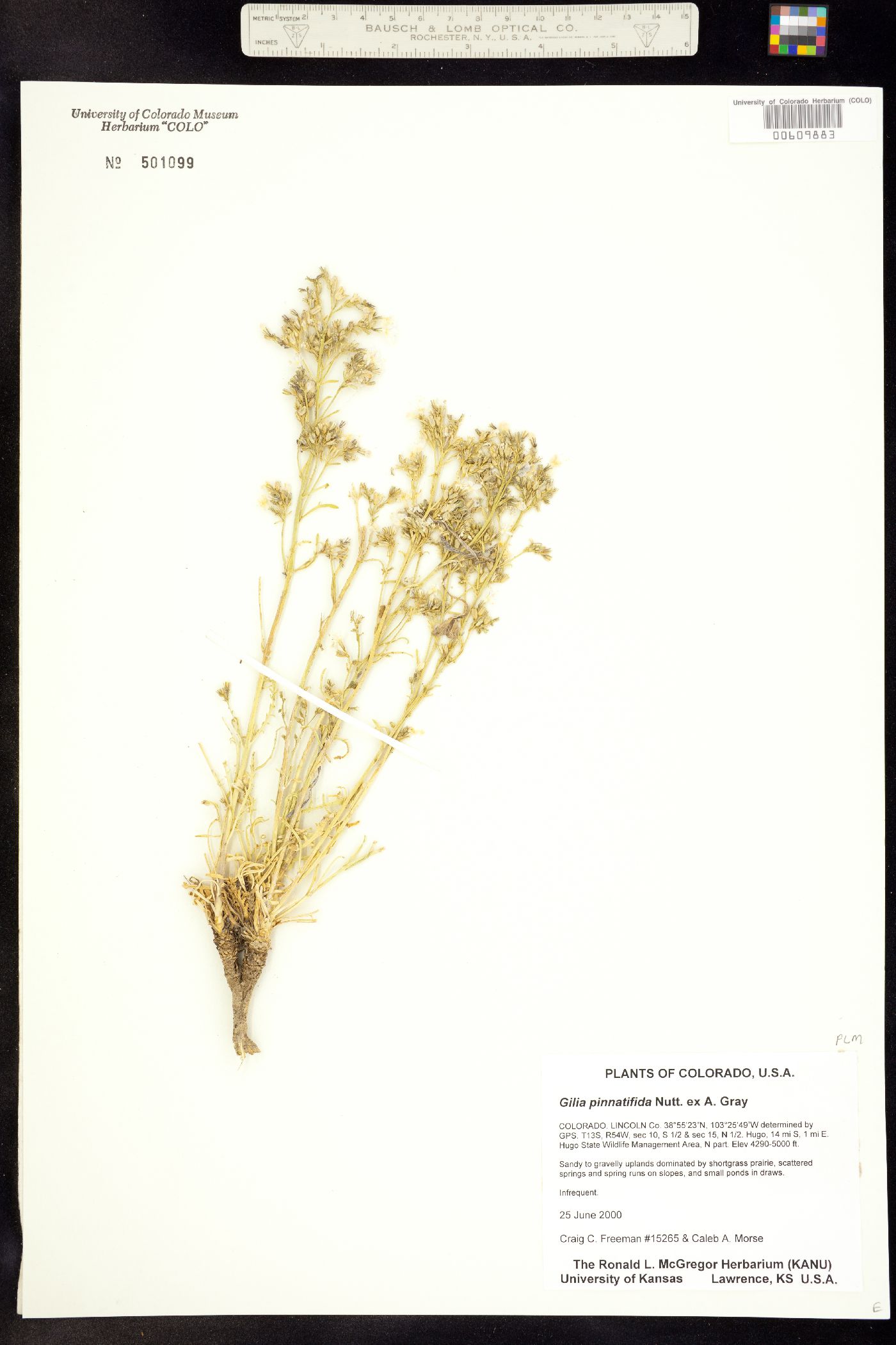 Aliciella pinnatifida image