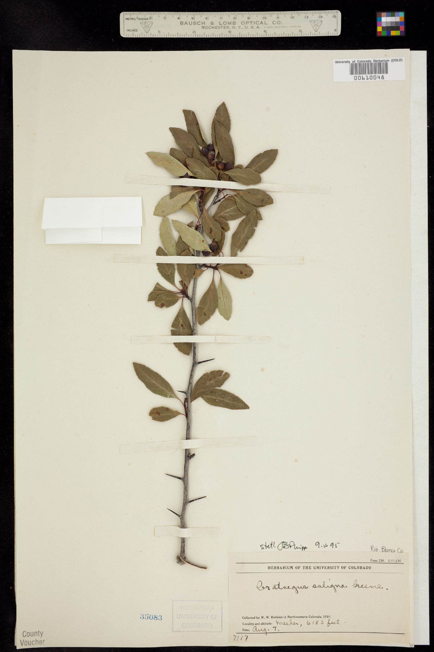 Crataegus saligna image