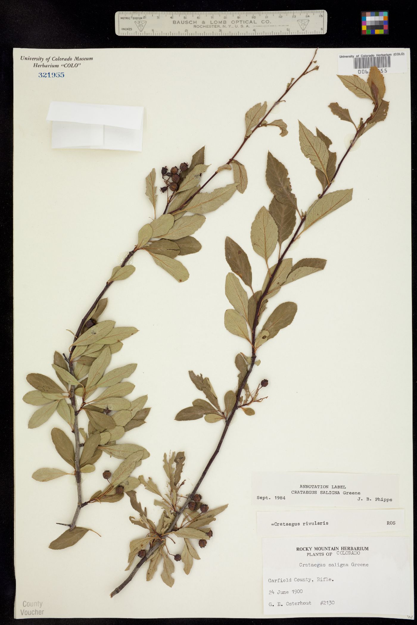 Crataegus saligna image
