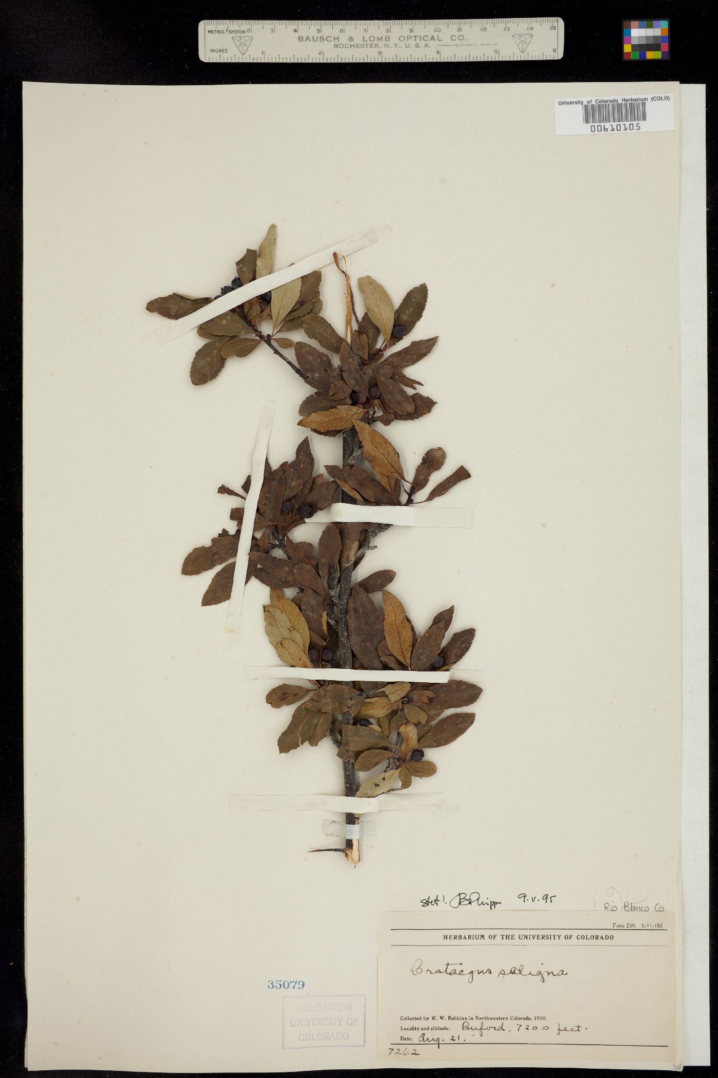 Crataegus saligna image