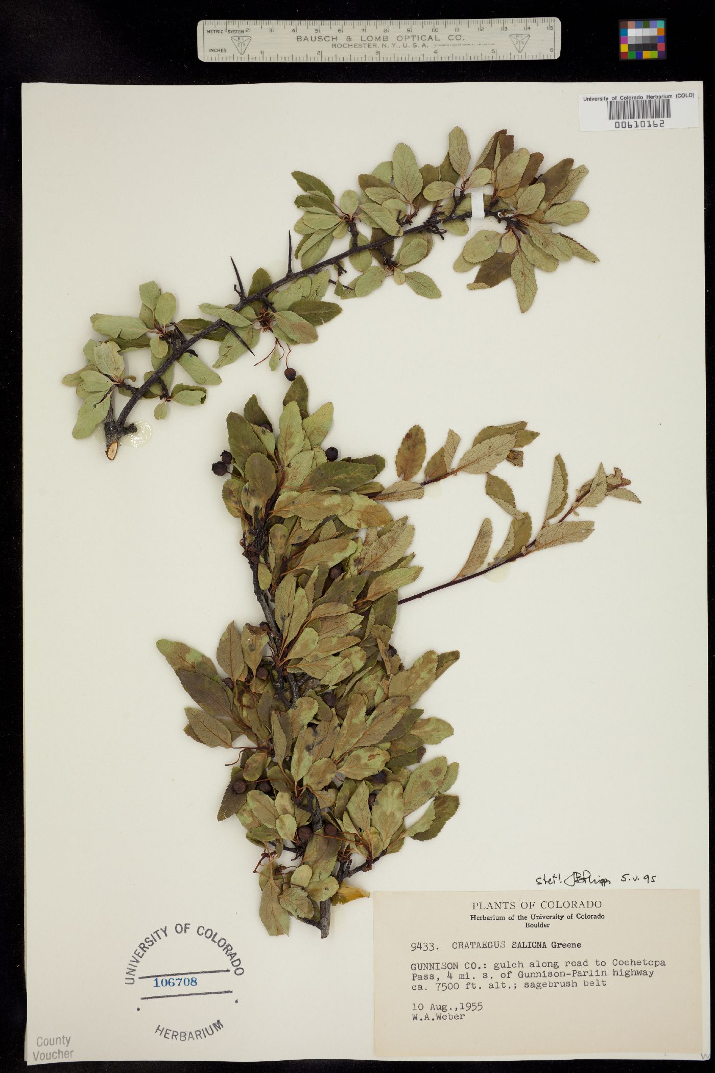 Crataegus saligna image