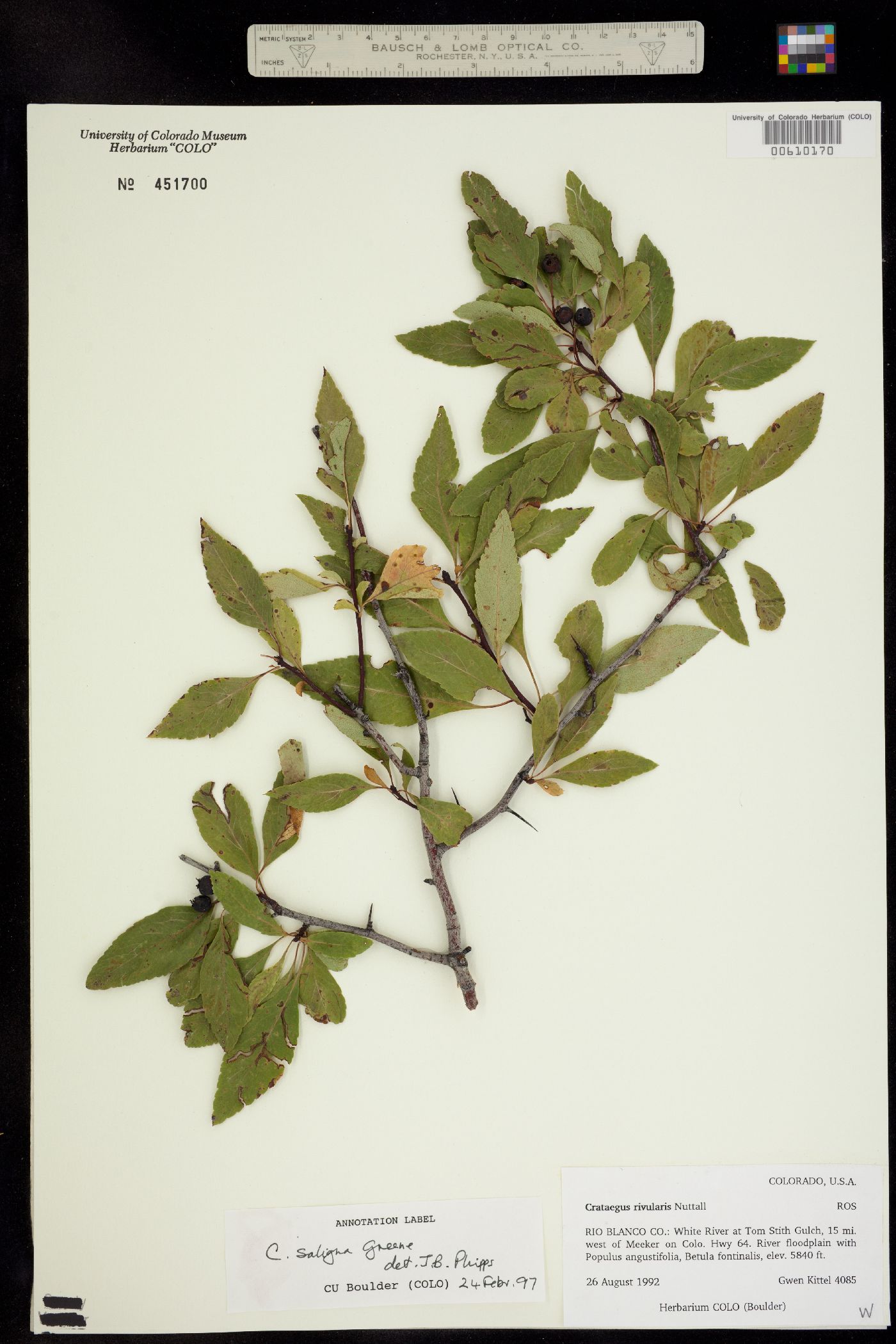 Crataegus saligna image