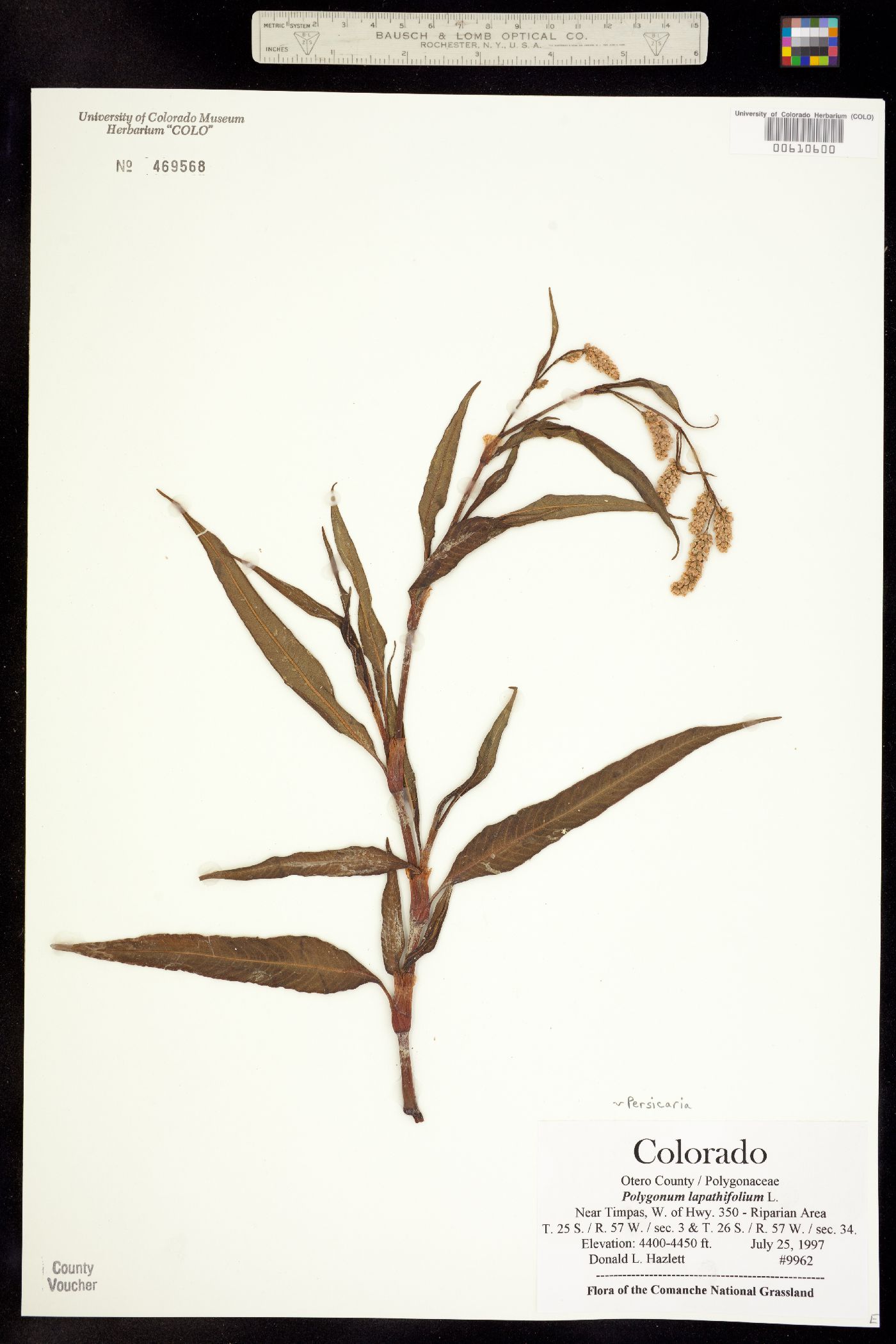 Persicaria lapathifolia image