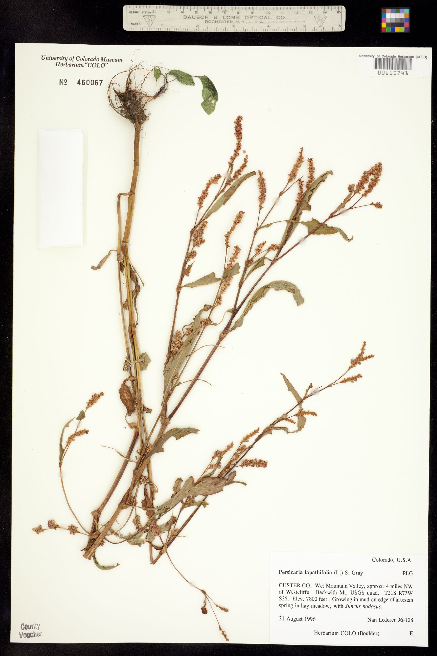 Persicaria lapathifolia image