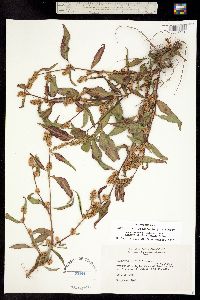 Image of Persicaria lapathifolia
