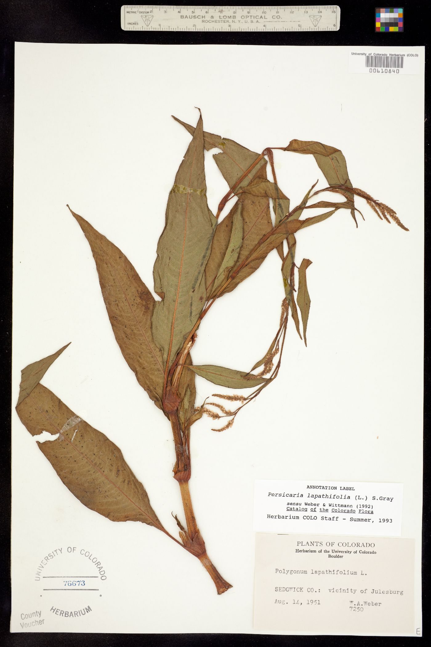 Persicaria lapathifolia image