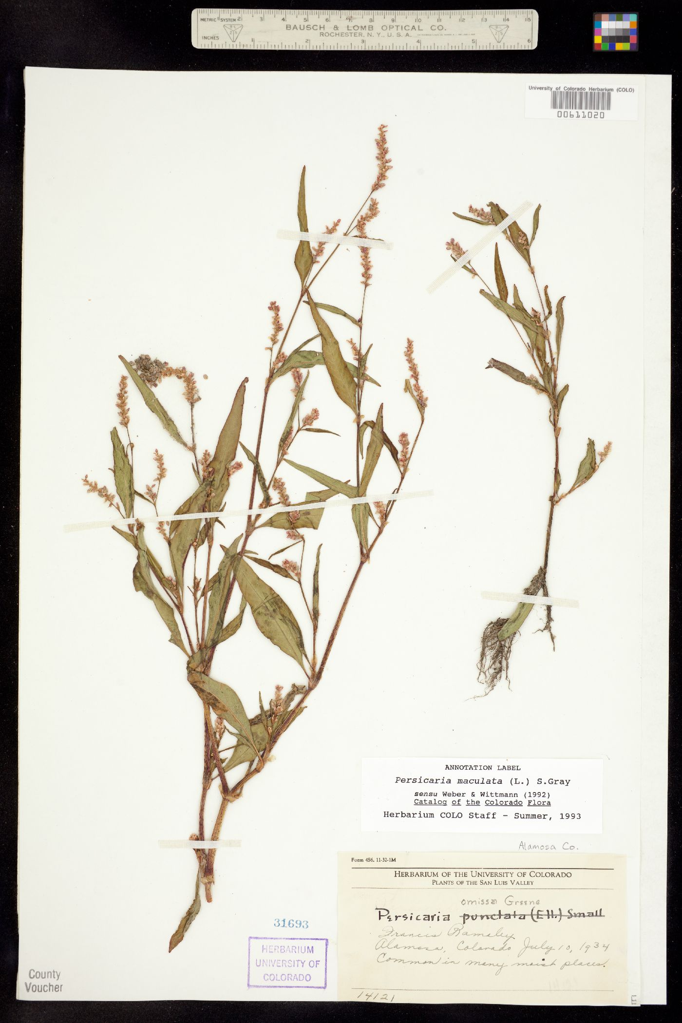 Persicaria maculata image