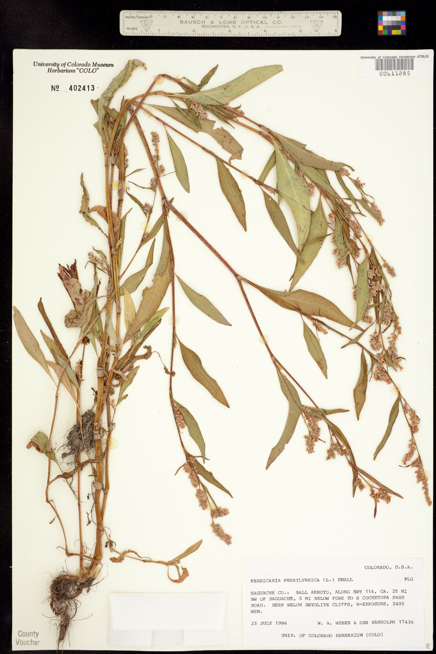 Persicaria pensylvanica image