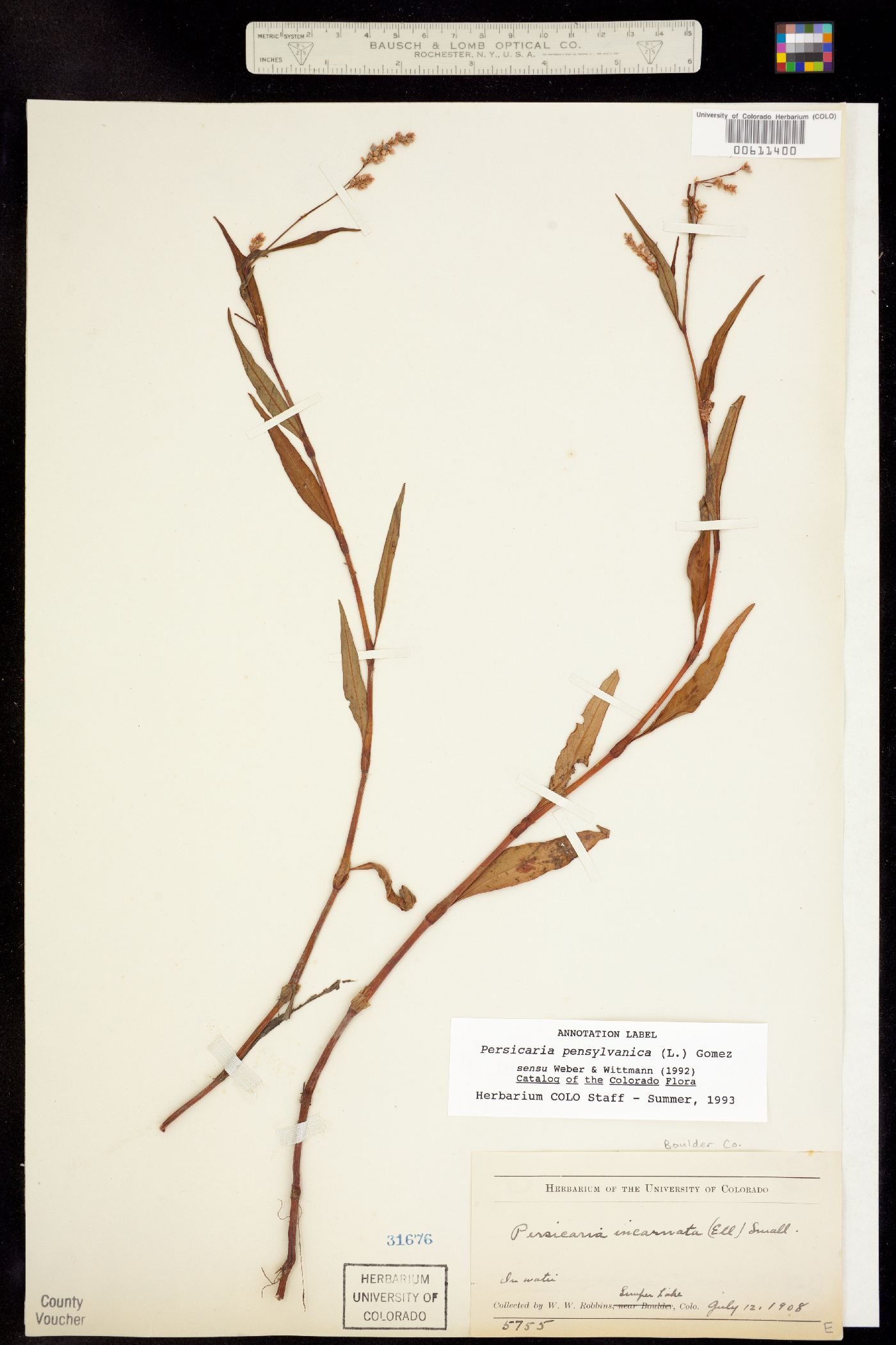 Persicaria pensylvanica image