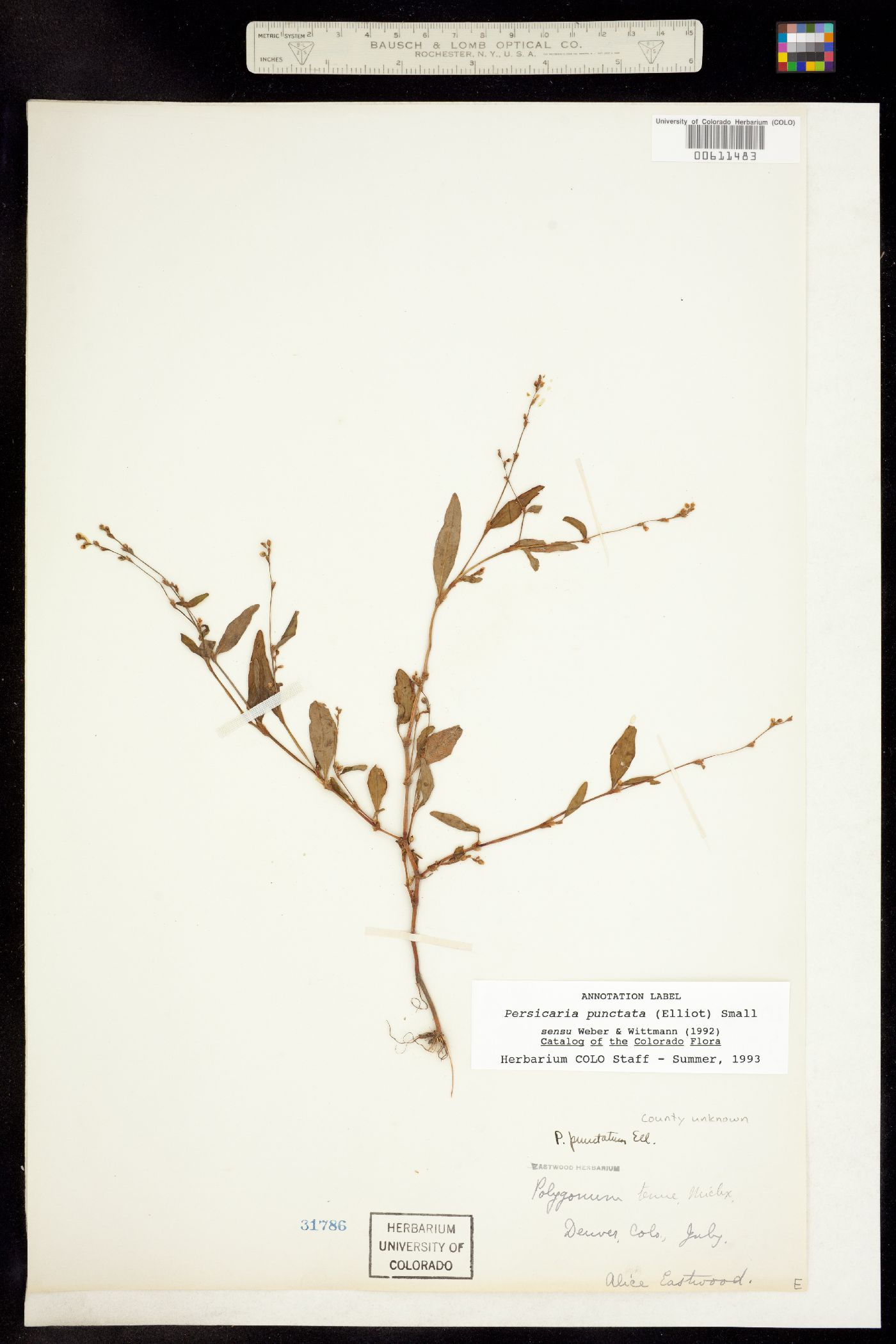 Persicaria punctata image