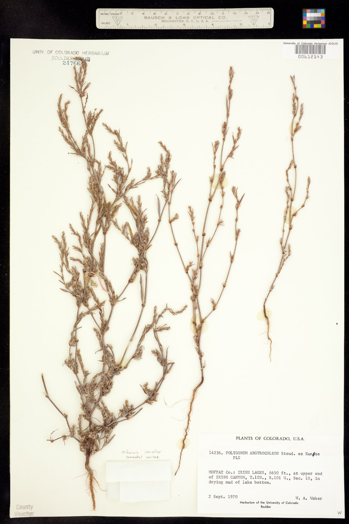 Polygonum argyrocoleon image