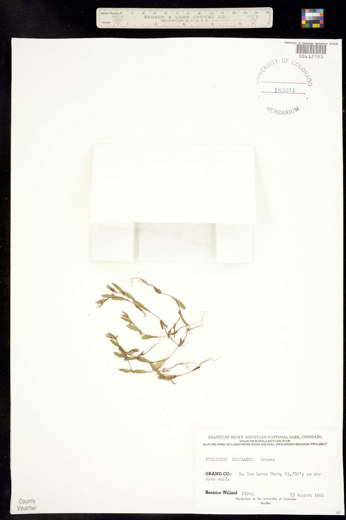 Polygonum douglasii image