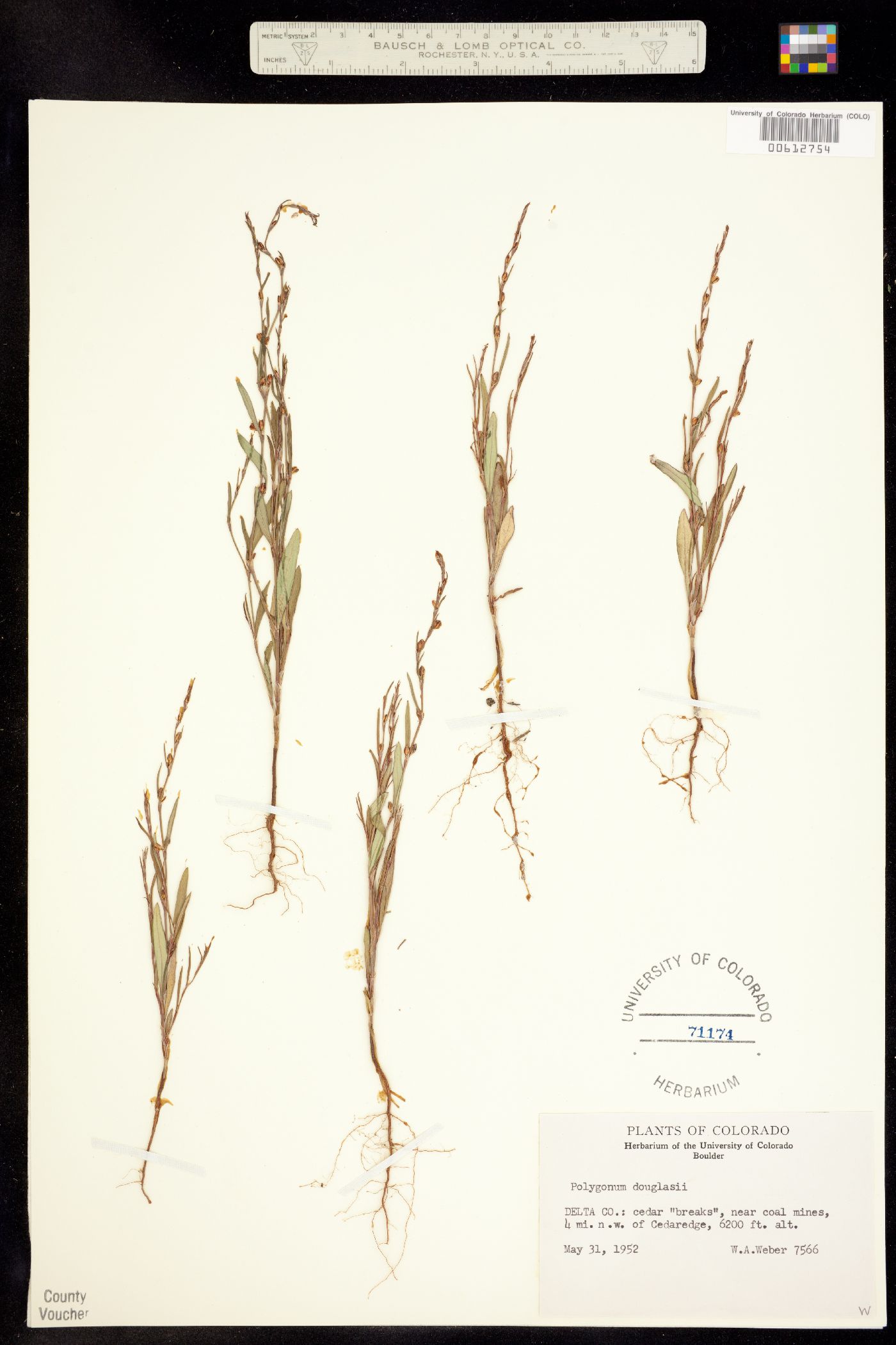 Polygonum douglasii image