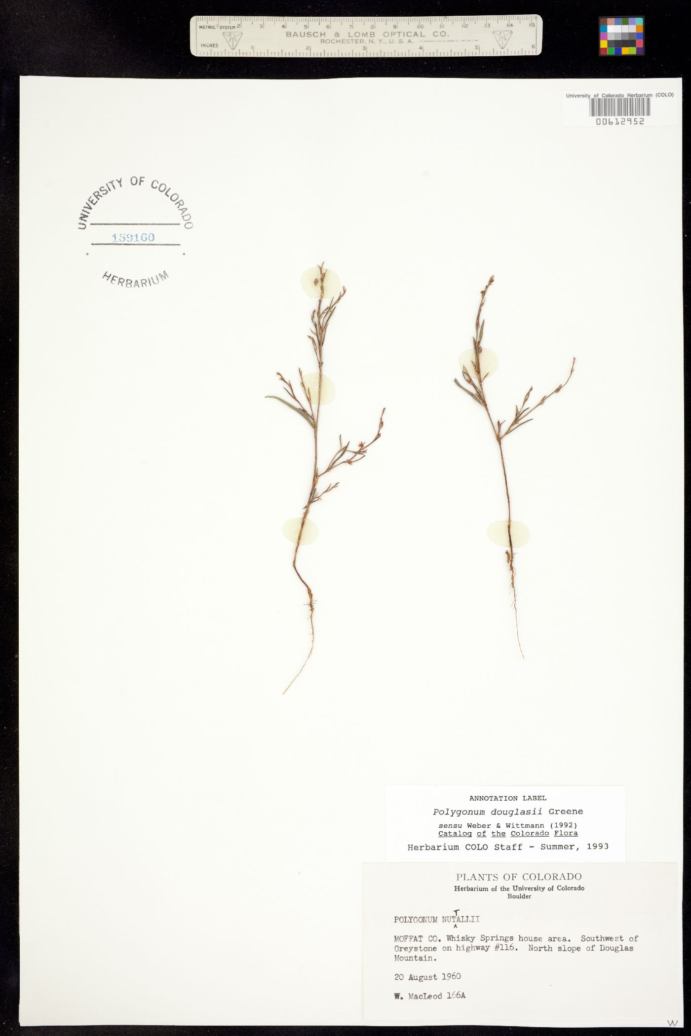 Polygonum douglasii image