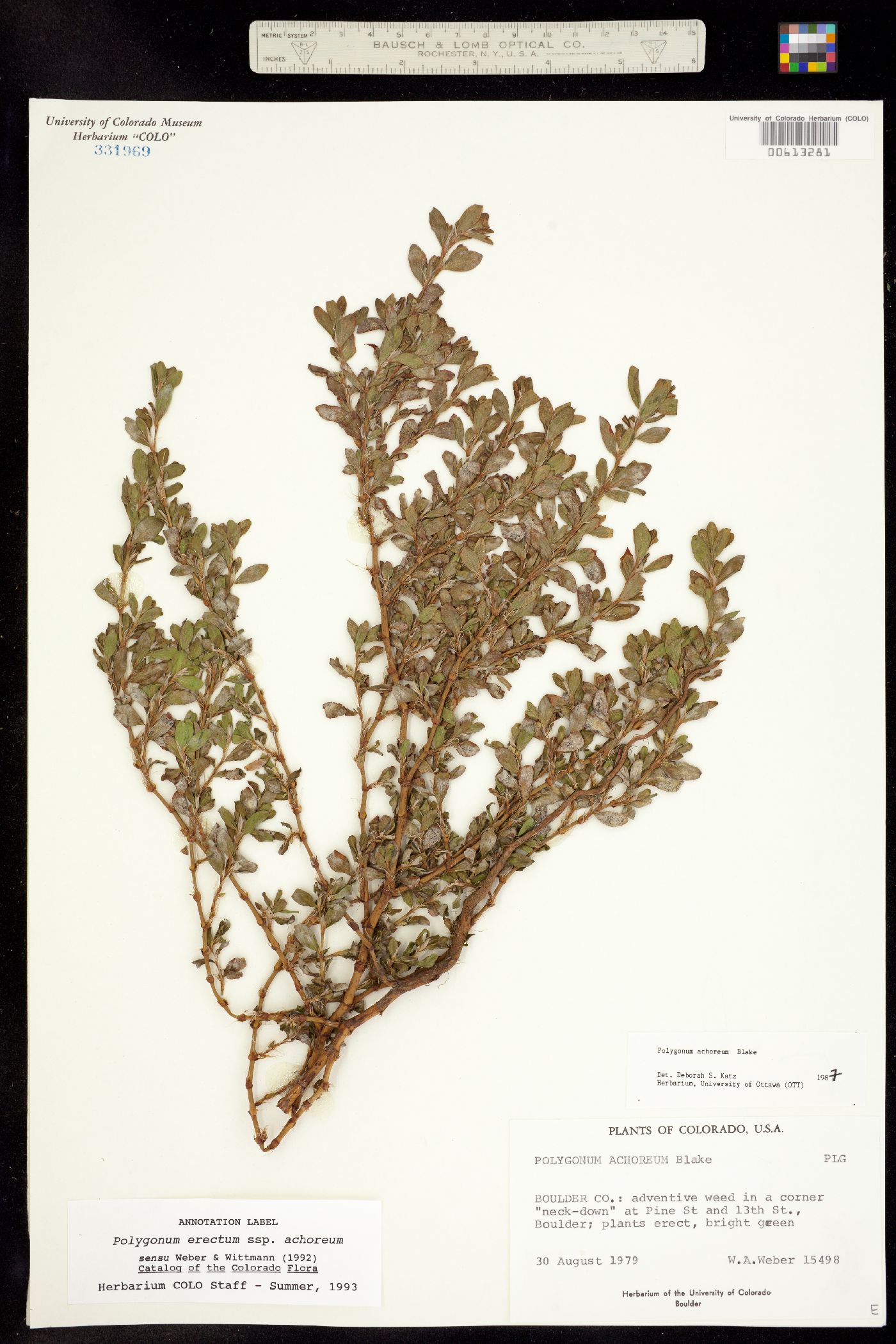 Polygonum erectum image