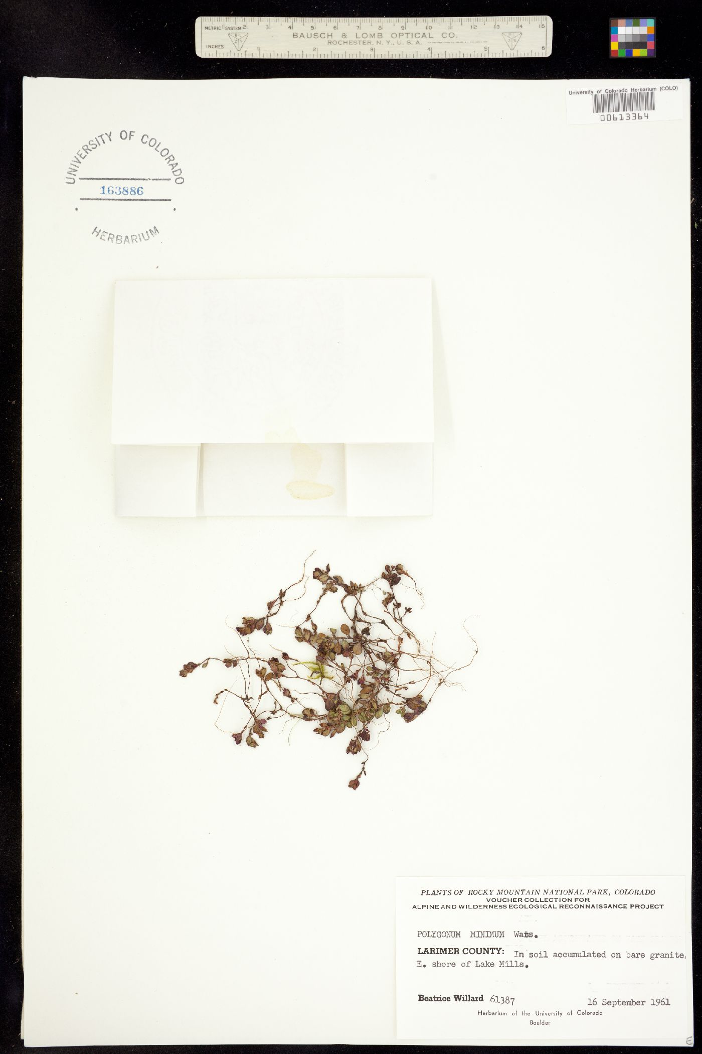 Polygonum minimum image