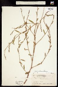 Image of Polygonum ramosissimum
