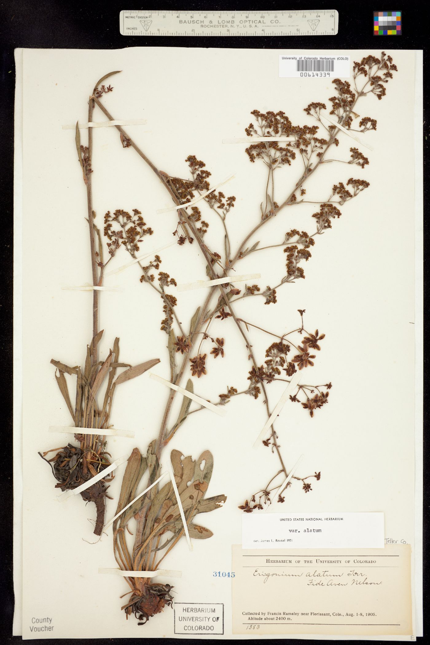 Pterogonum image