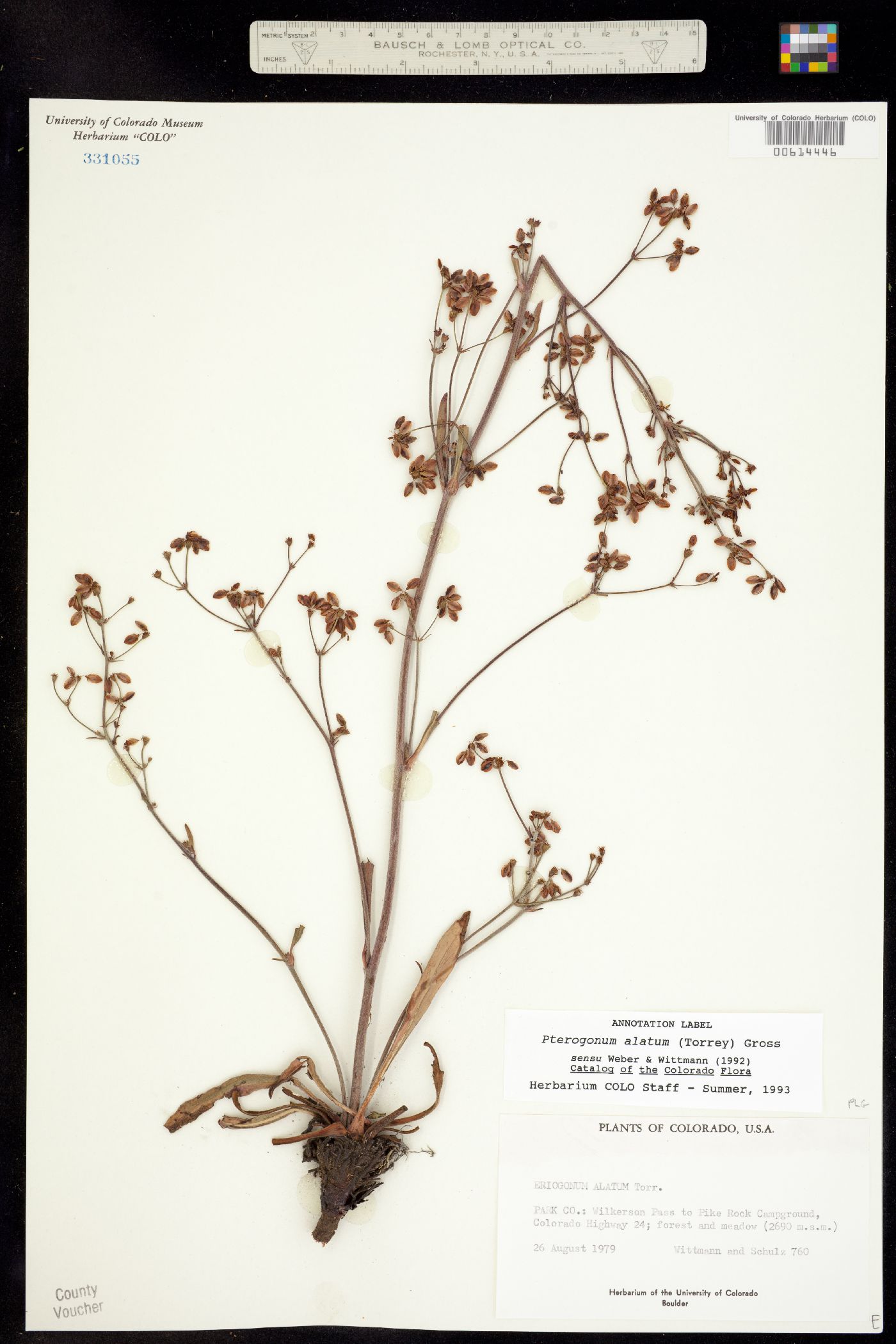 Eriogonum alatum var. alatum image