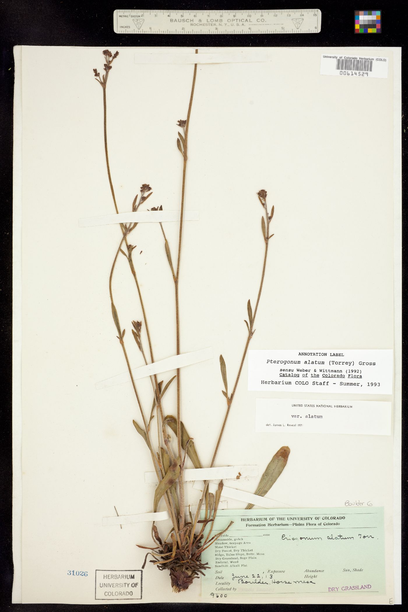 Eriogonum alatum var. alatum image