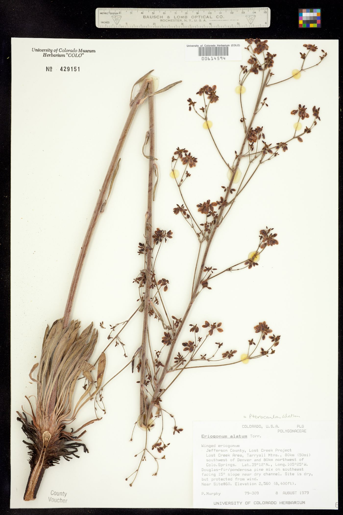 Eriogonum alatum var. alatum image