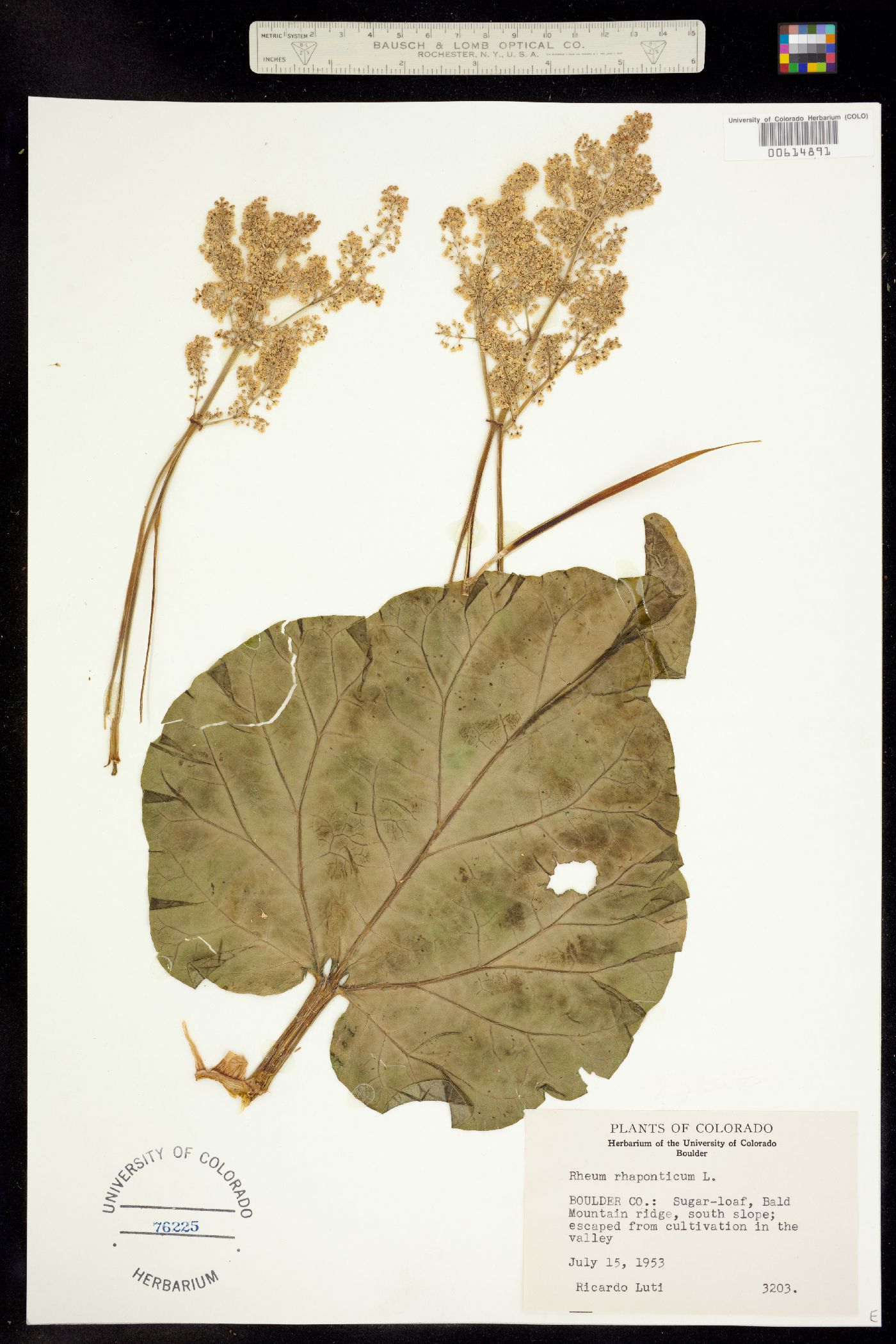 Rheum image