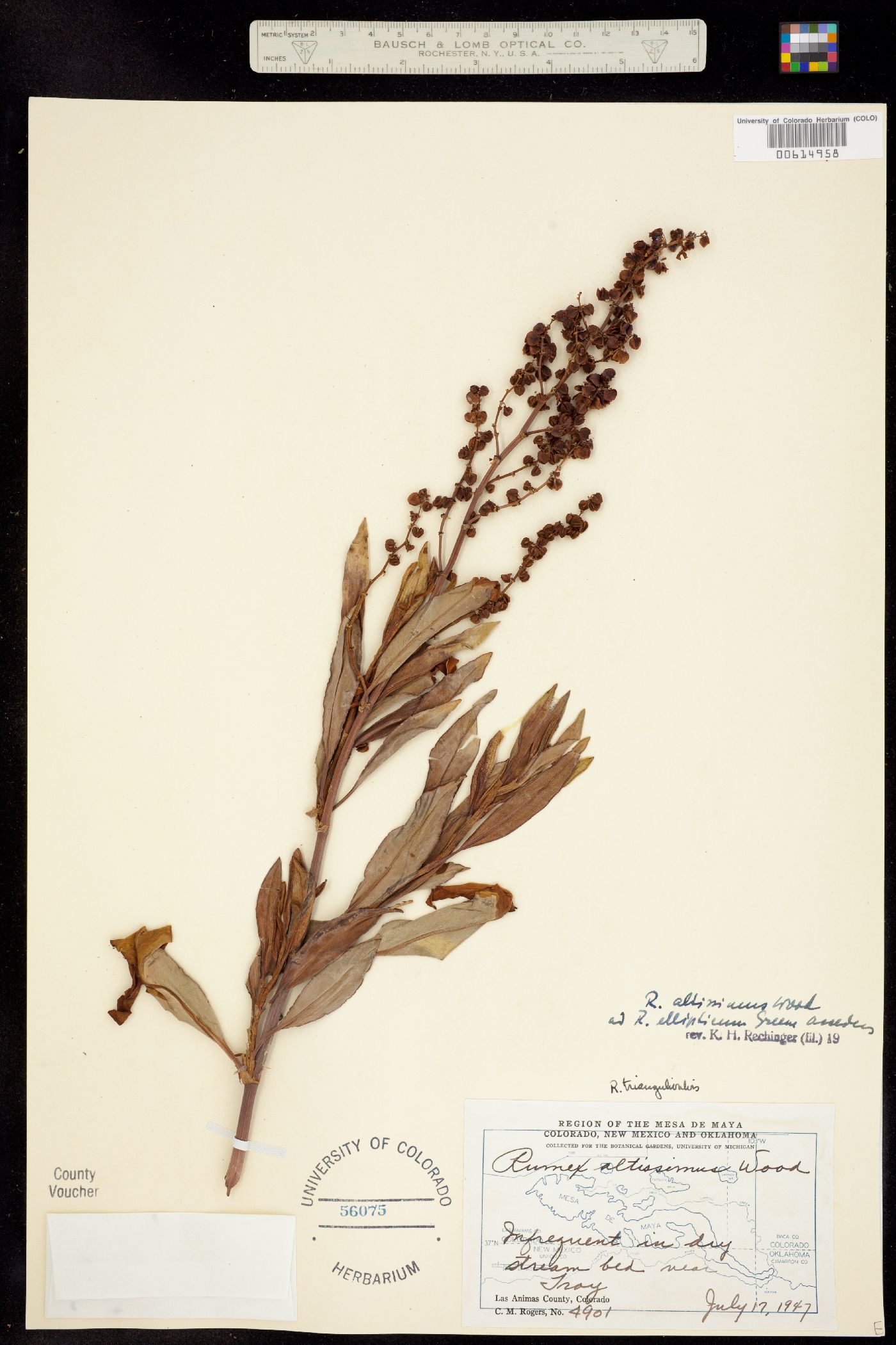 Rumex altissimus image