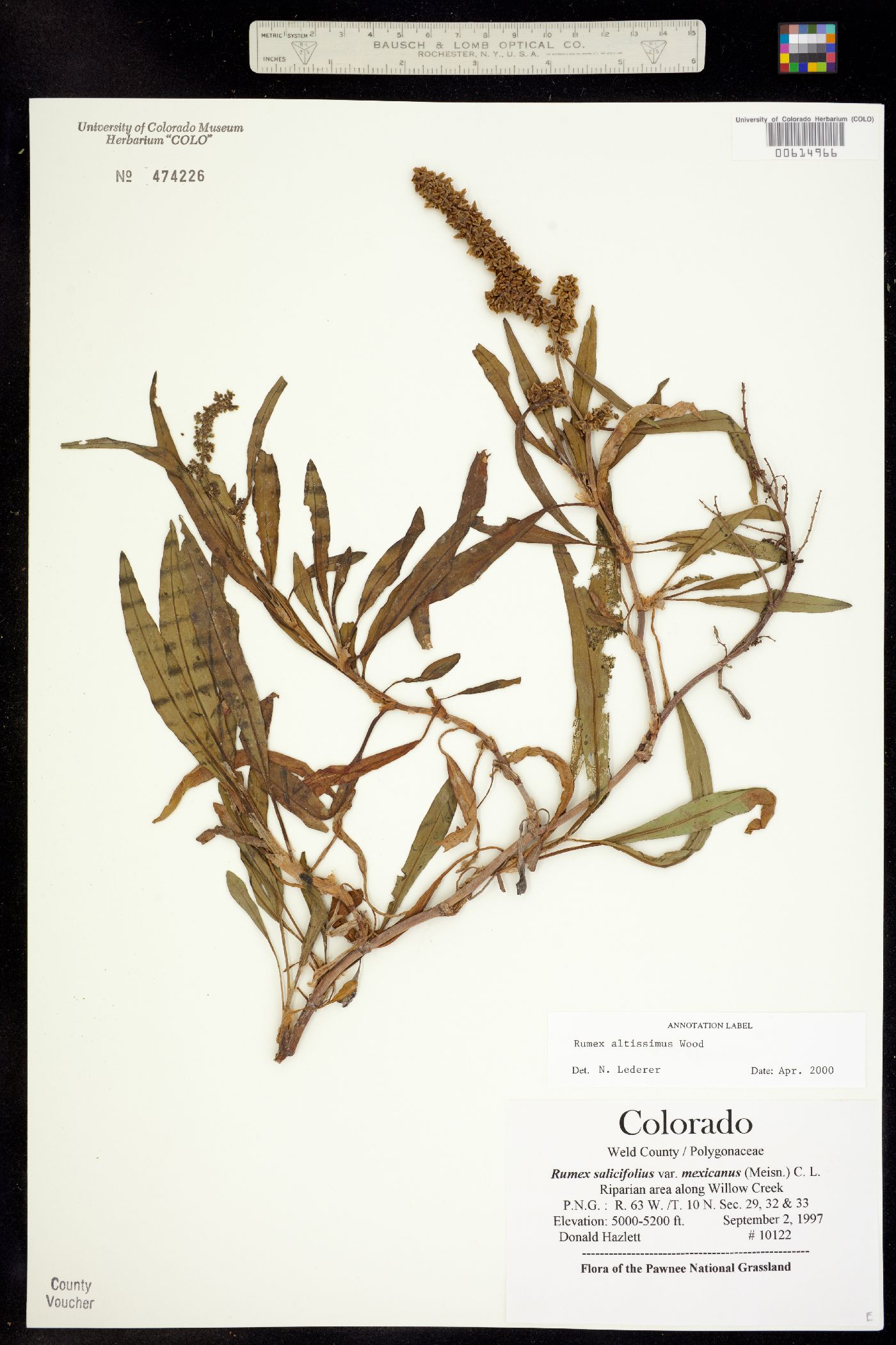 Rumex altissimus image
