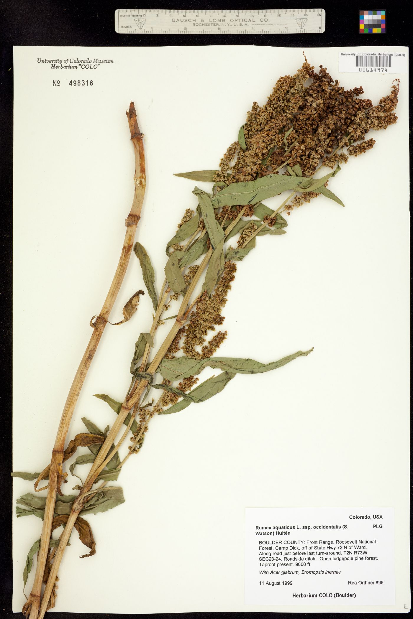 Rumex occidentalis image