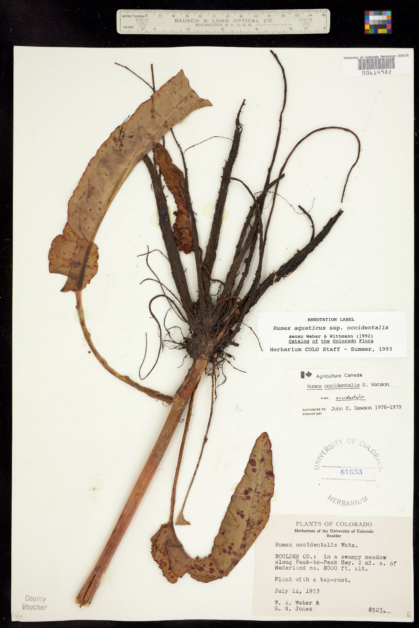 Rumex occidentalis image