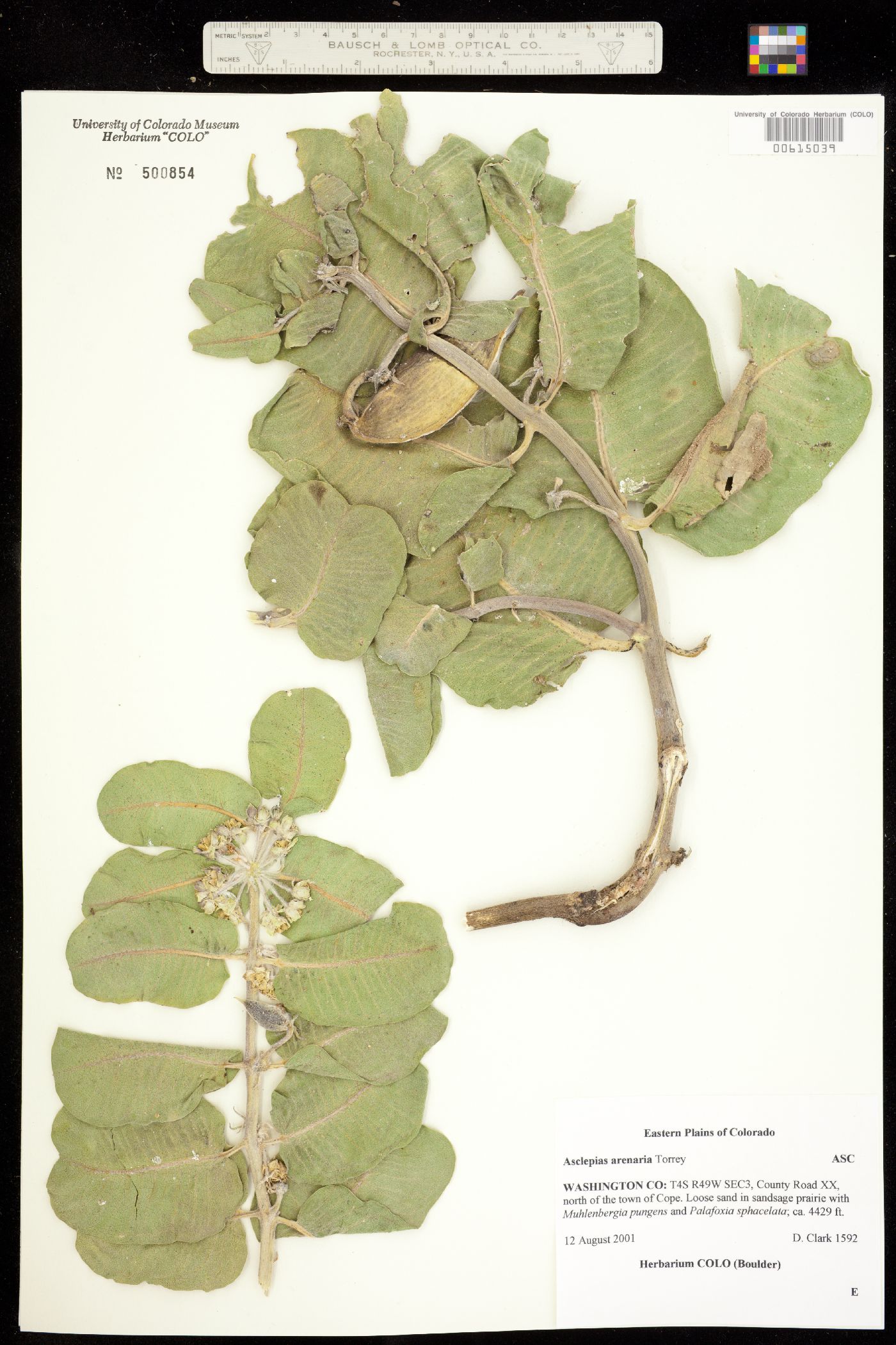 Asclepias arenaria image