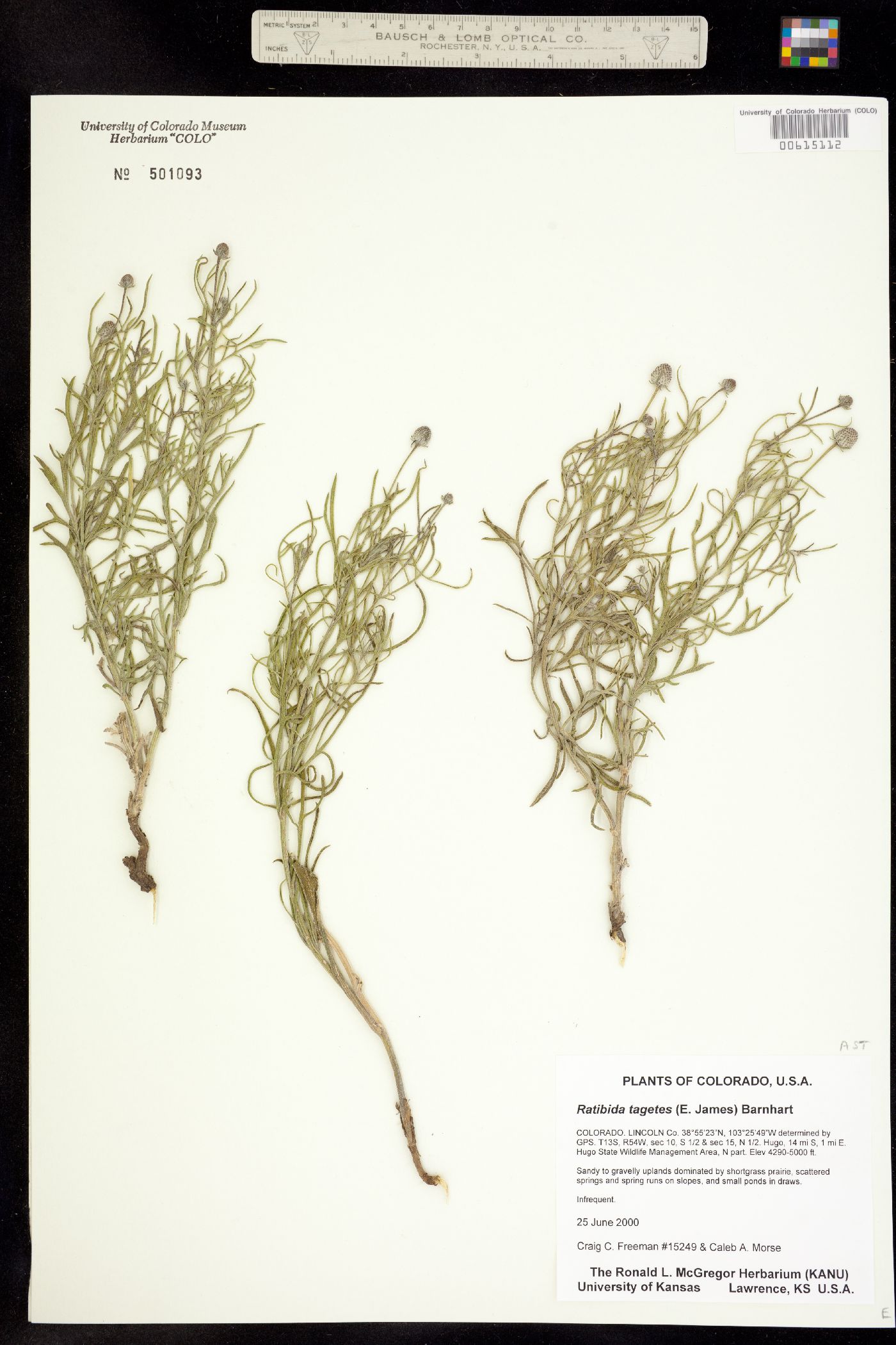 Ratibida tagetes image