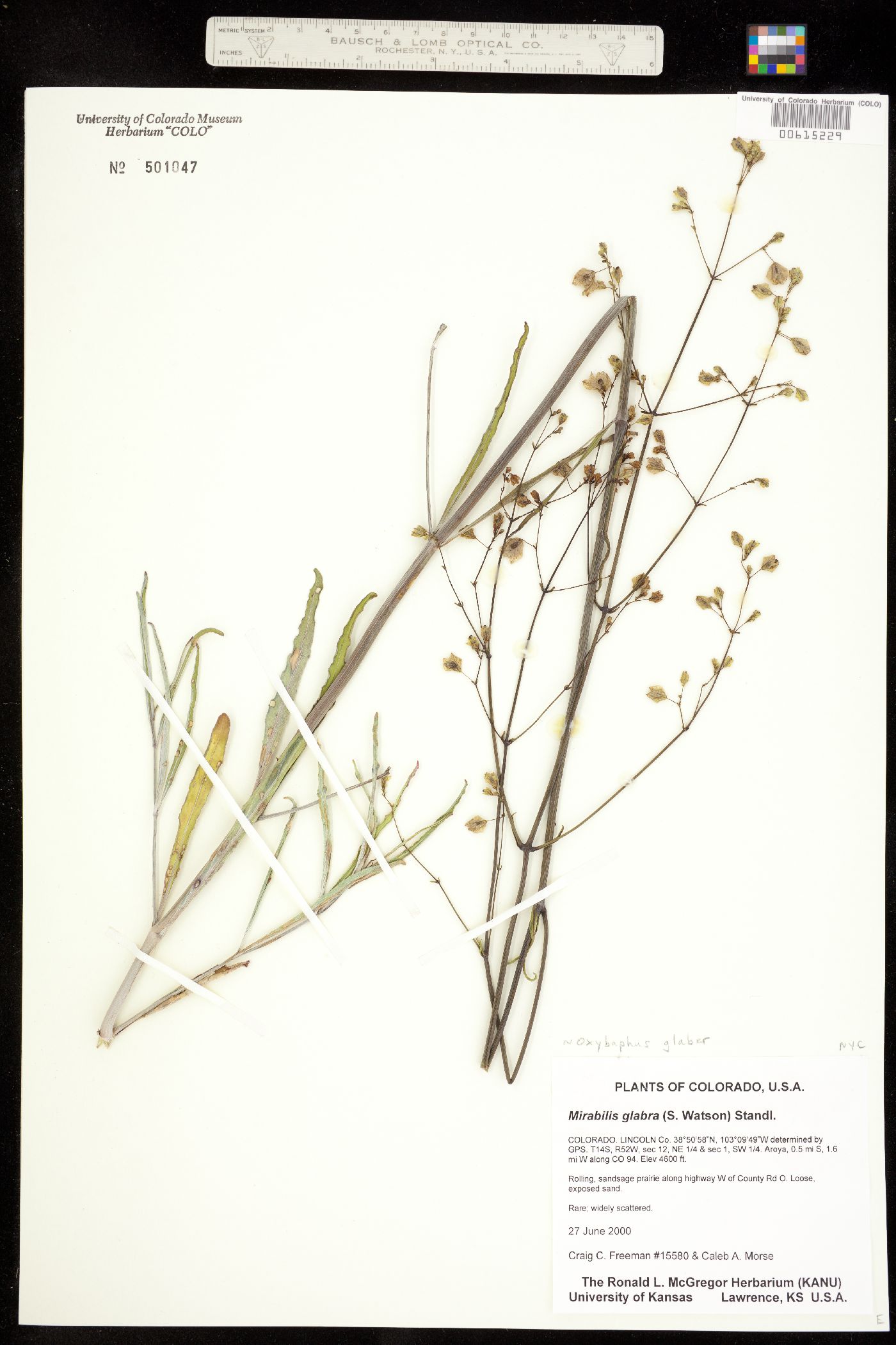 Mirabilis glabra image