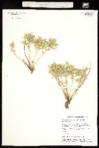 Sphaeralcea coccinea subsp. coccinea image
