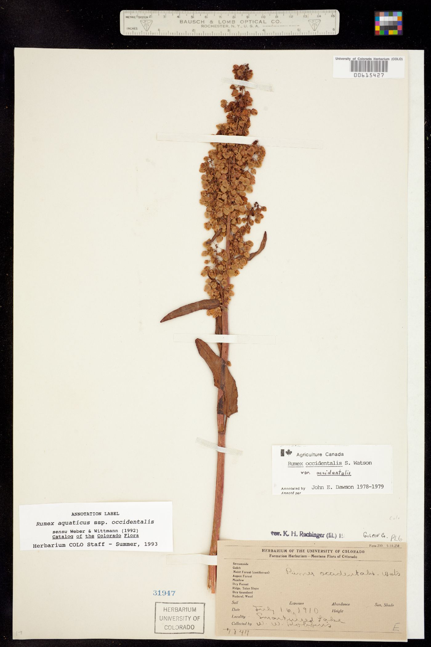 Rumex occidentalis image