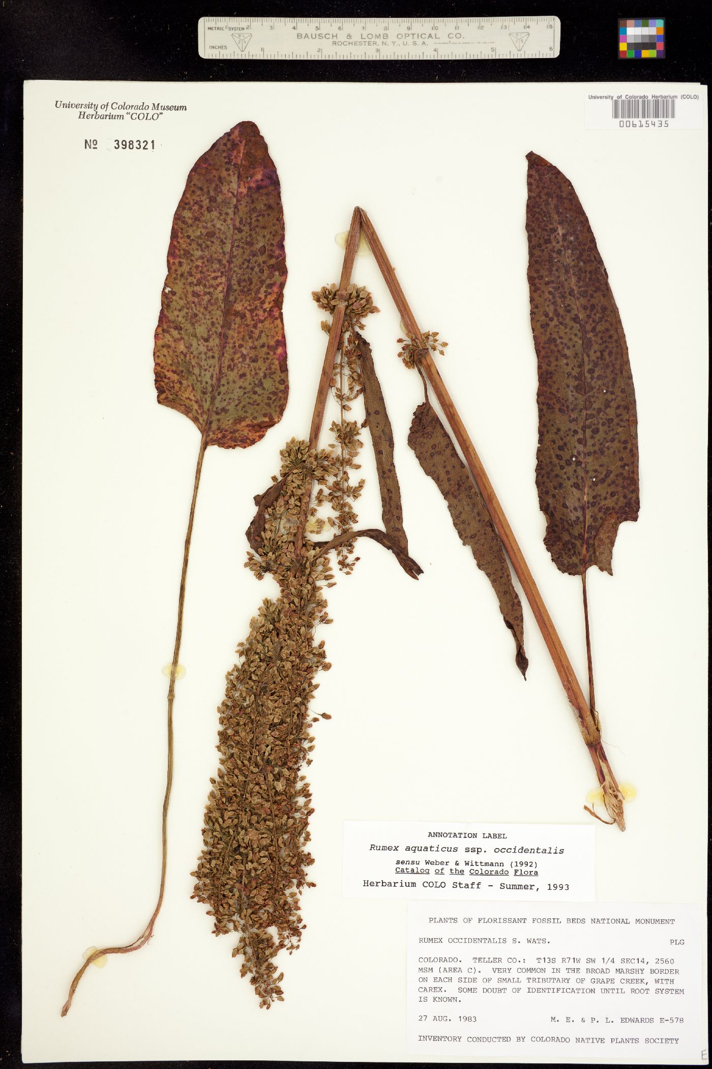 Rumex occidentalis image