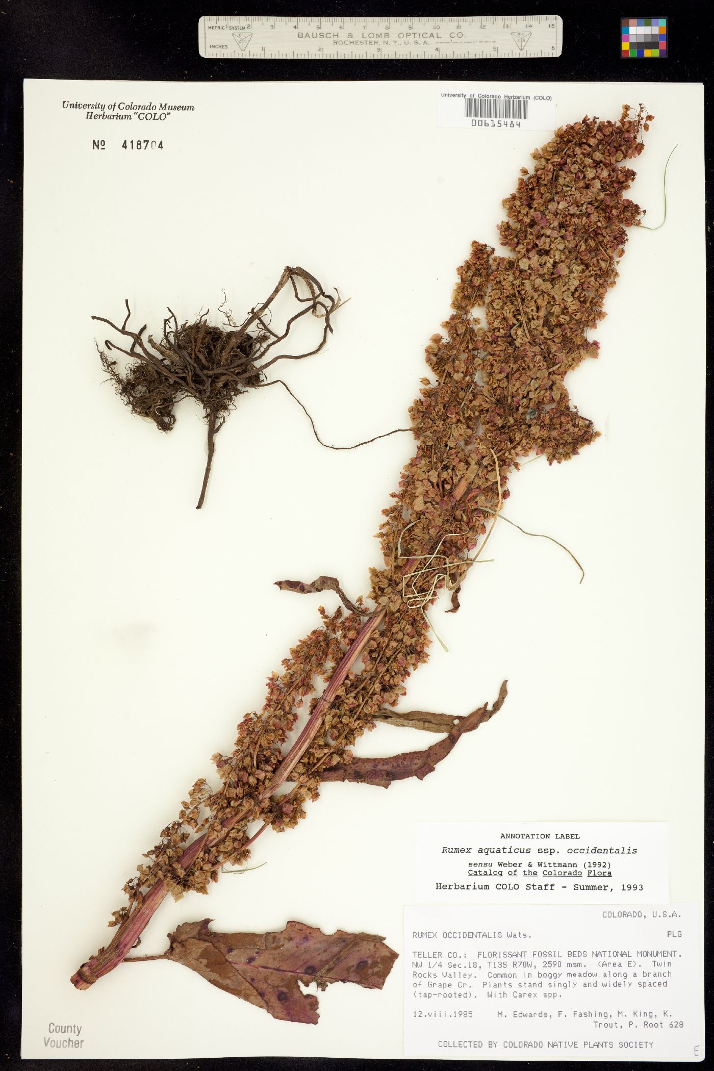 Rumex occidentalis image