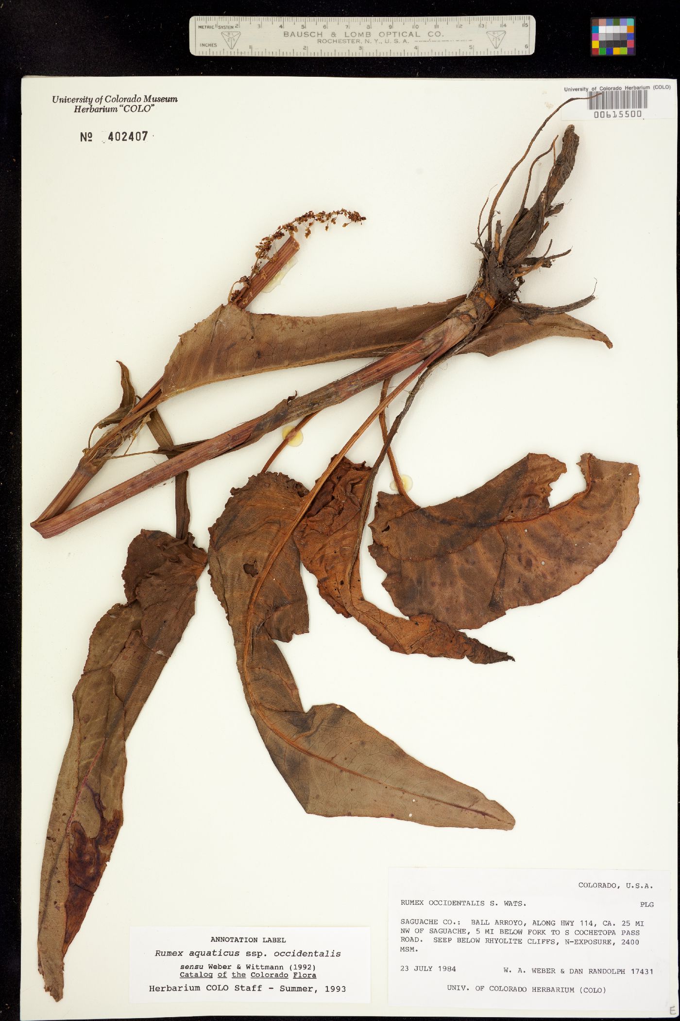 Rumex occidentalis image