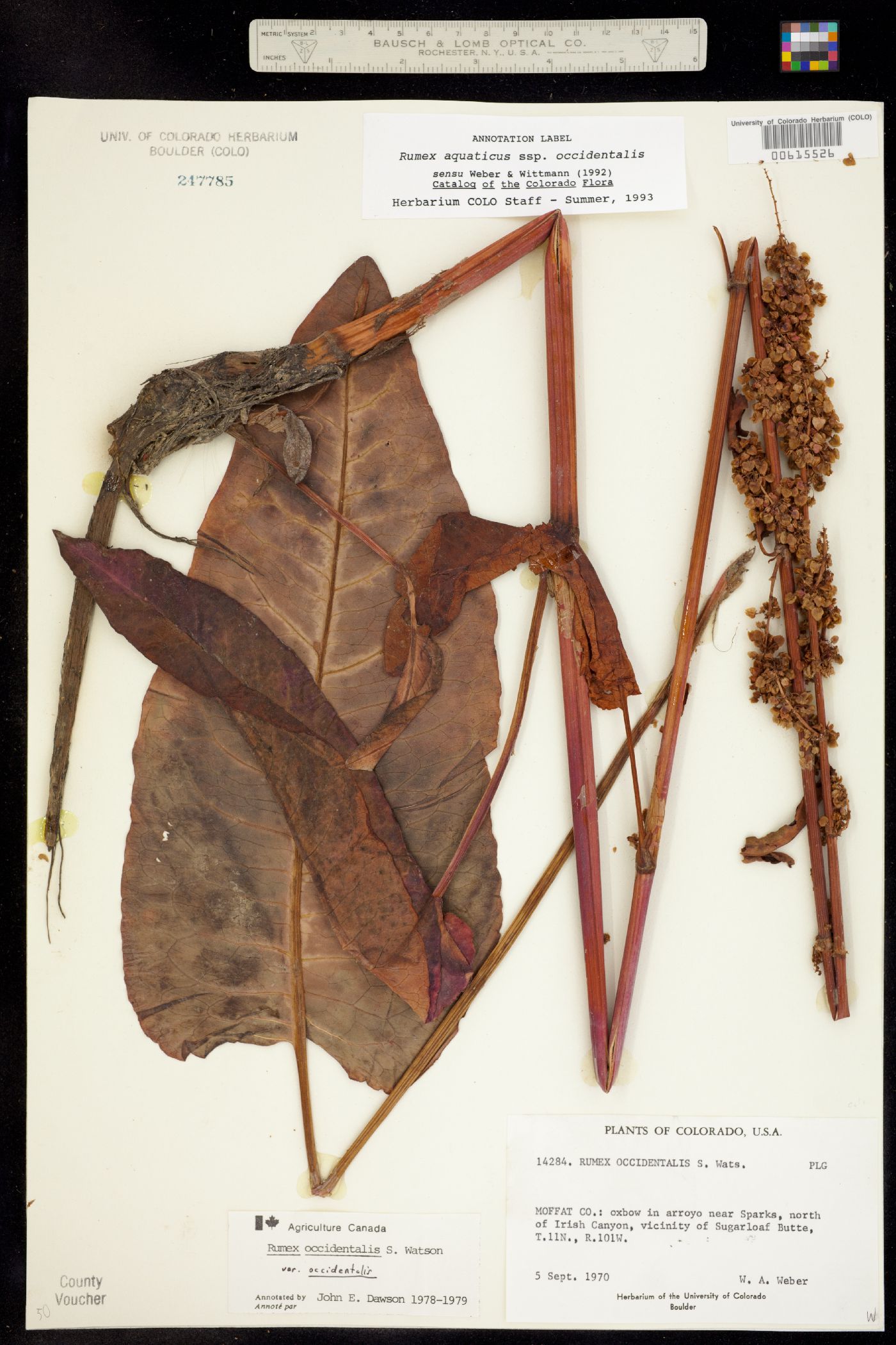 Rumex aquaticus image