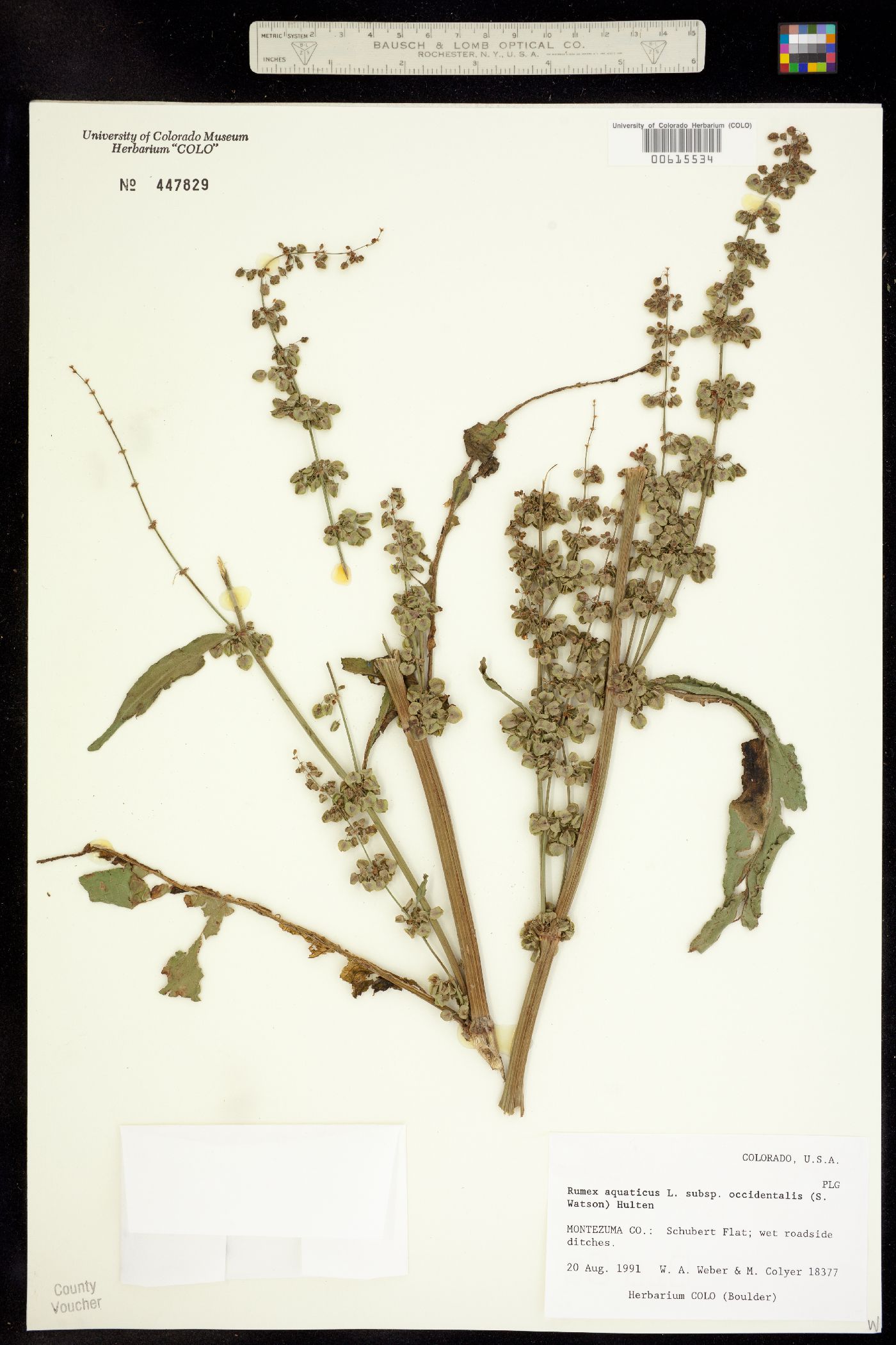 Rumex aquaticus image